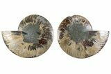 Cut & Polished Crystal-Filled Ammonite Fossil - Madagascar #364753-1